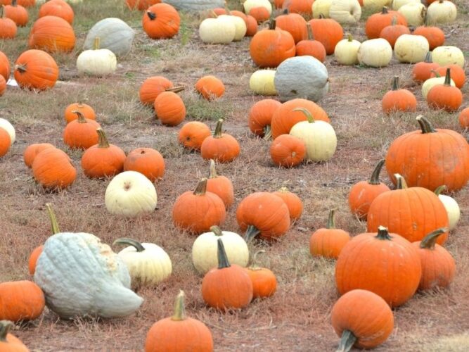 a selection of white, gray, and orange pumpkins