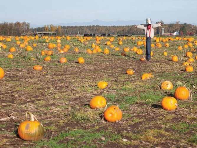 pumpkins in a field with a scarecrow with a bucket on his head