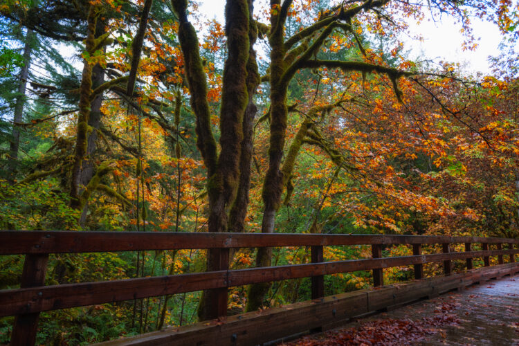 fall foliage along Mckenzie/Santiam Pass Scenic Byway, one of the best oregon scenic drives